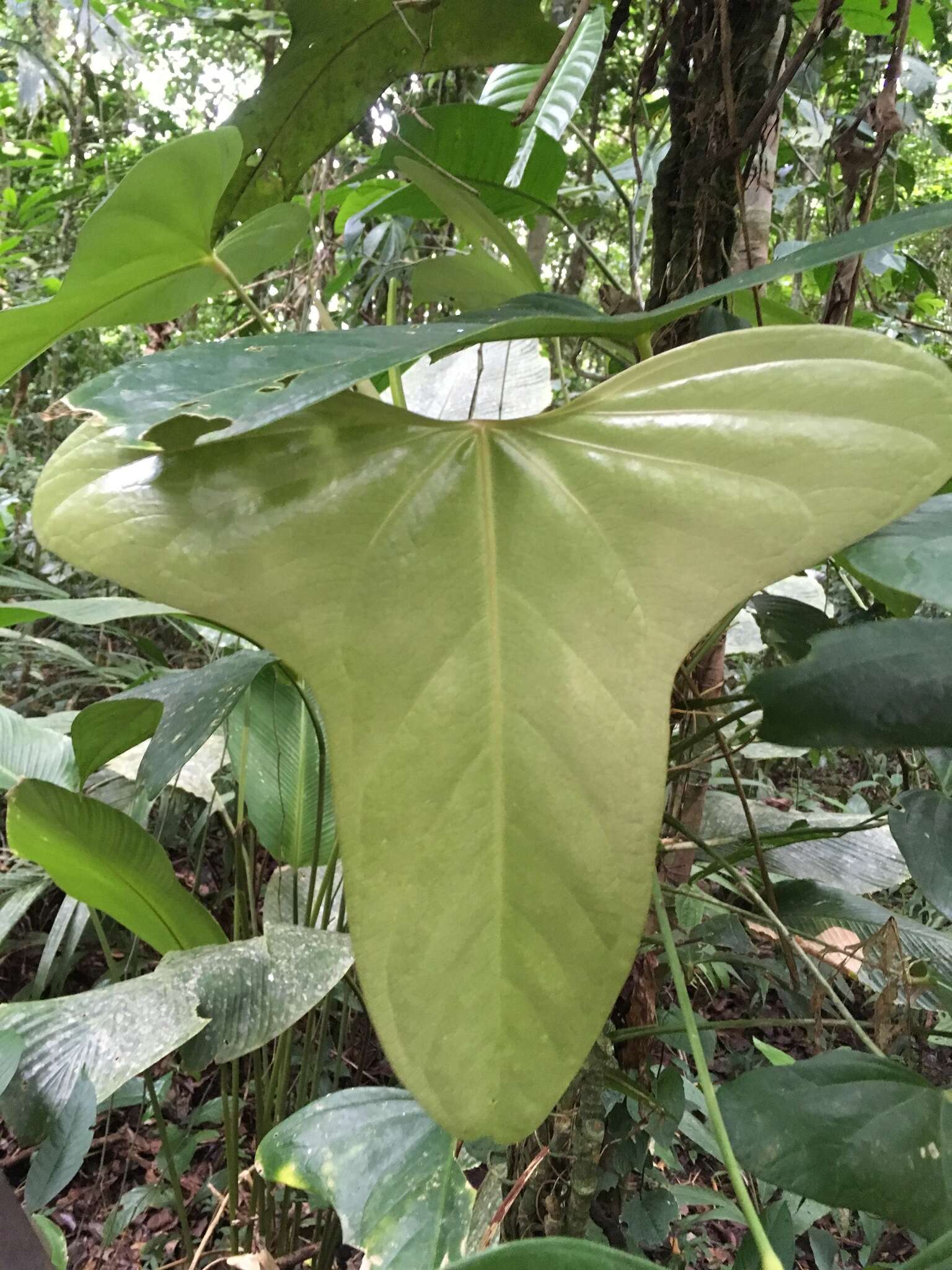 Anthurium subsignatum Schott resmi