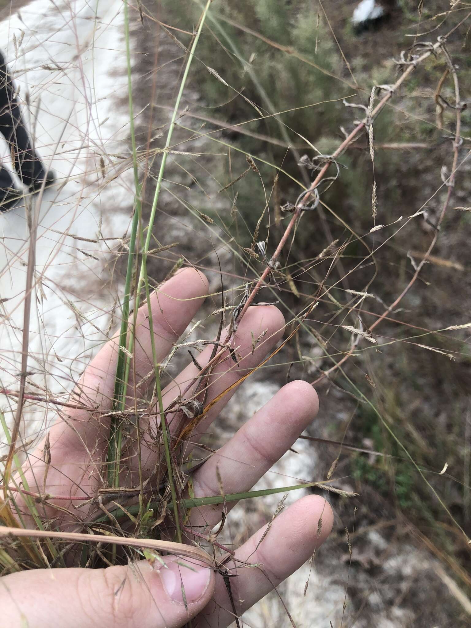 Image de Eragrostis refracta (Muhl.) Scribn.