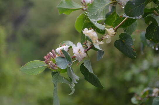 Image of Lonicera nummulariifolia Jaub. & Spach