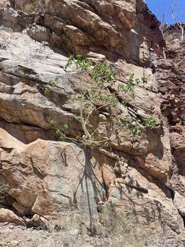 Image of Ficus petiolaris subsp. palmeri (S. Watson) Felger