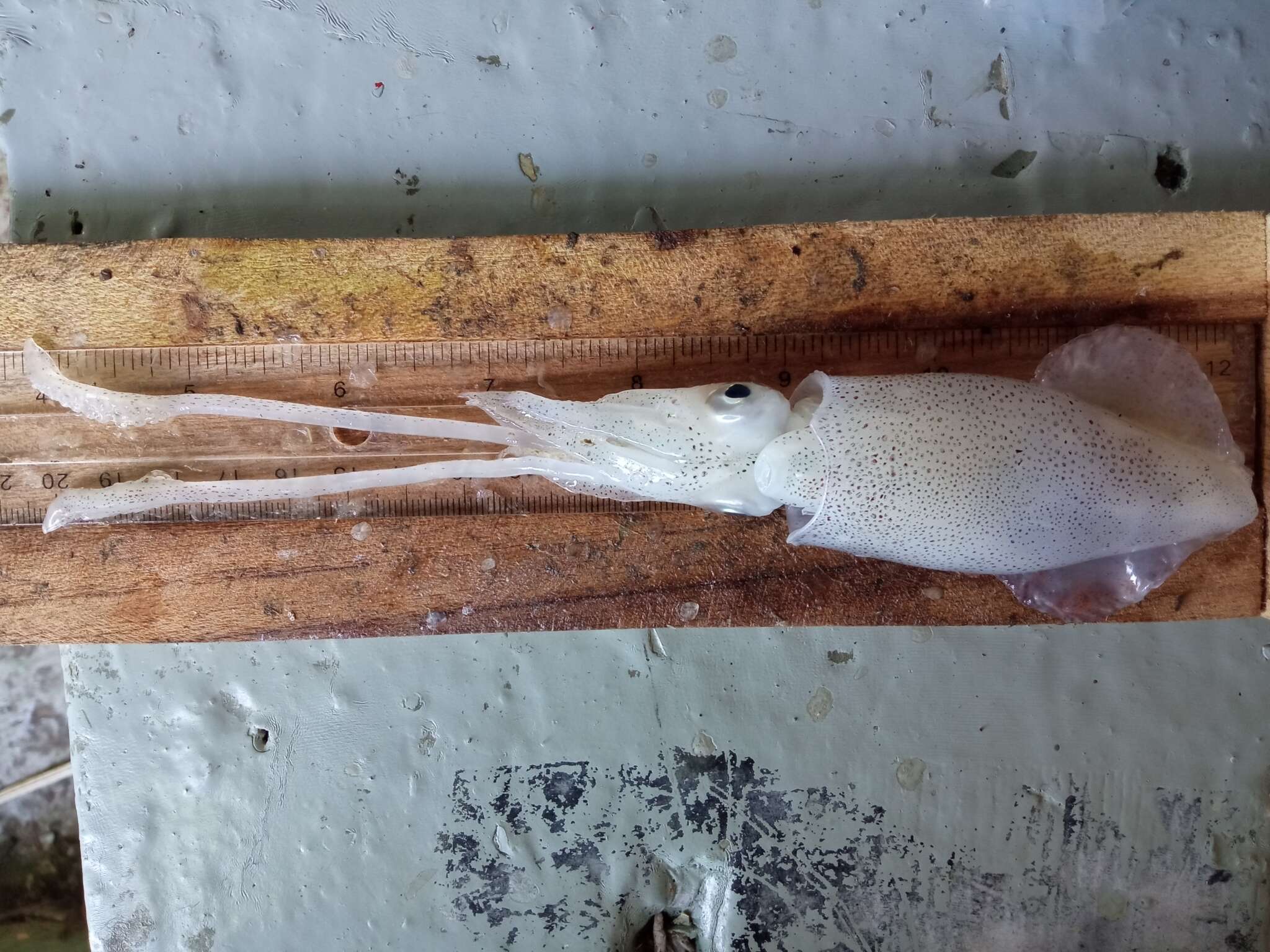 Image of Panama brief squid