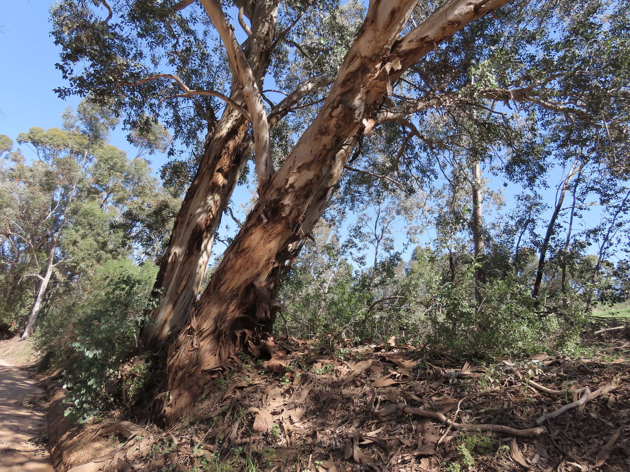 Image of Eucalyptus polyanthemos subsp. polyanthemos