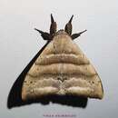 Image of Falcatelodes anava (Druce 1890)