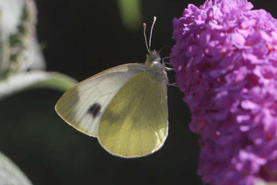 Image of Pieris mannii alpigena