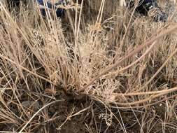 Image of Rollins' biscuitroot