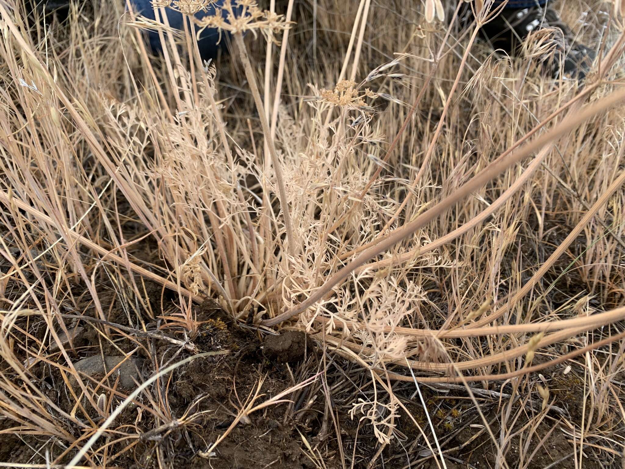 Image of Rollins' biscuitroot