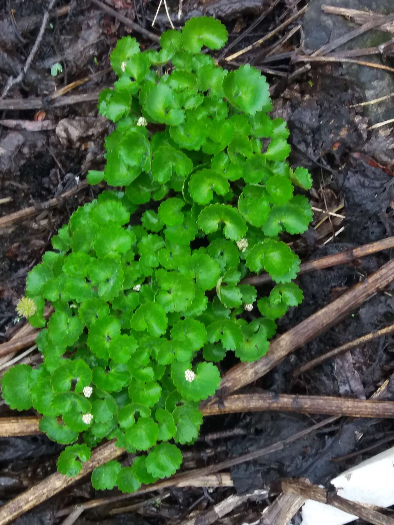 Image of Porsild's Pseudosaxifrage