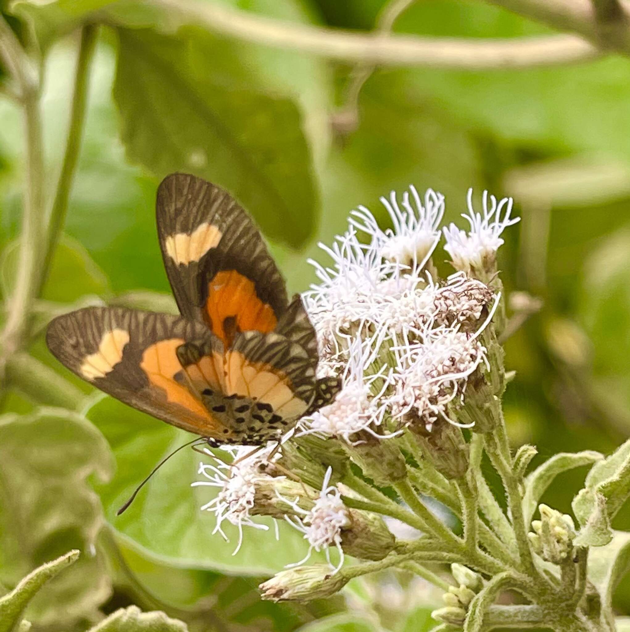 Image of <i>Acraea <i>bonasia</i></i> bonasia