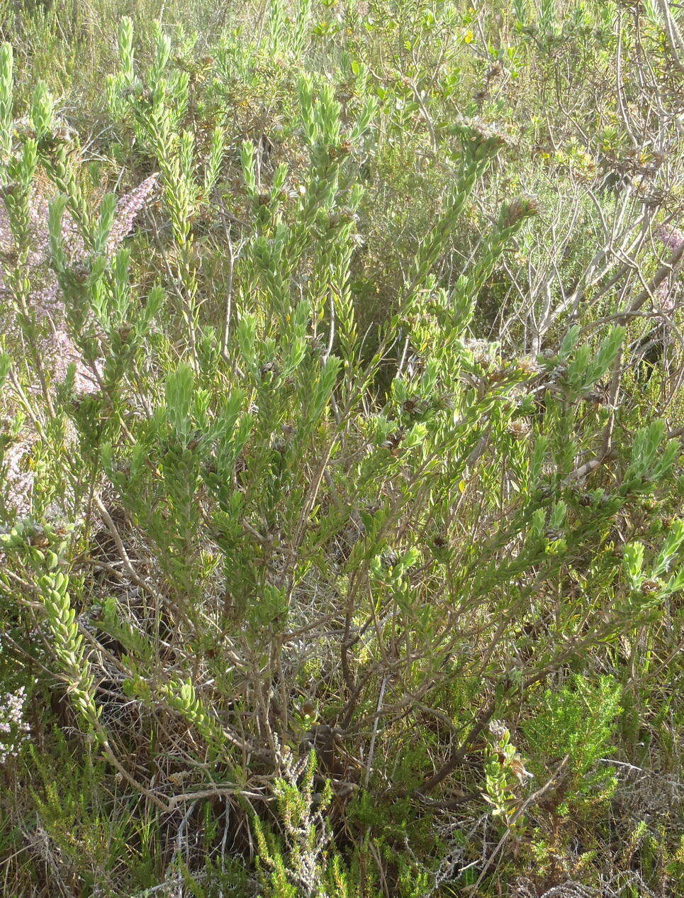 Plancia ëd Oedera calycina subsp. calycina