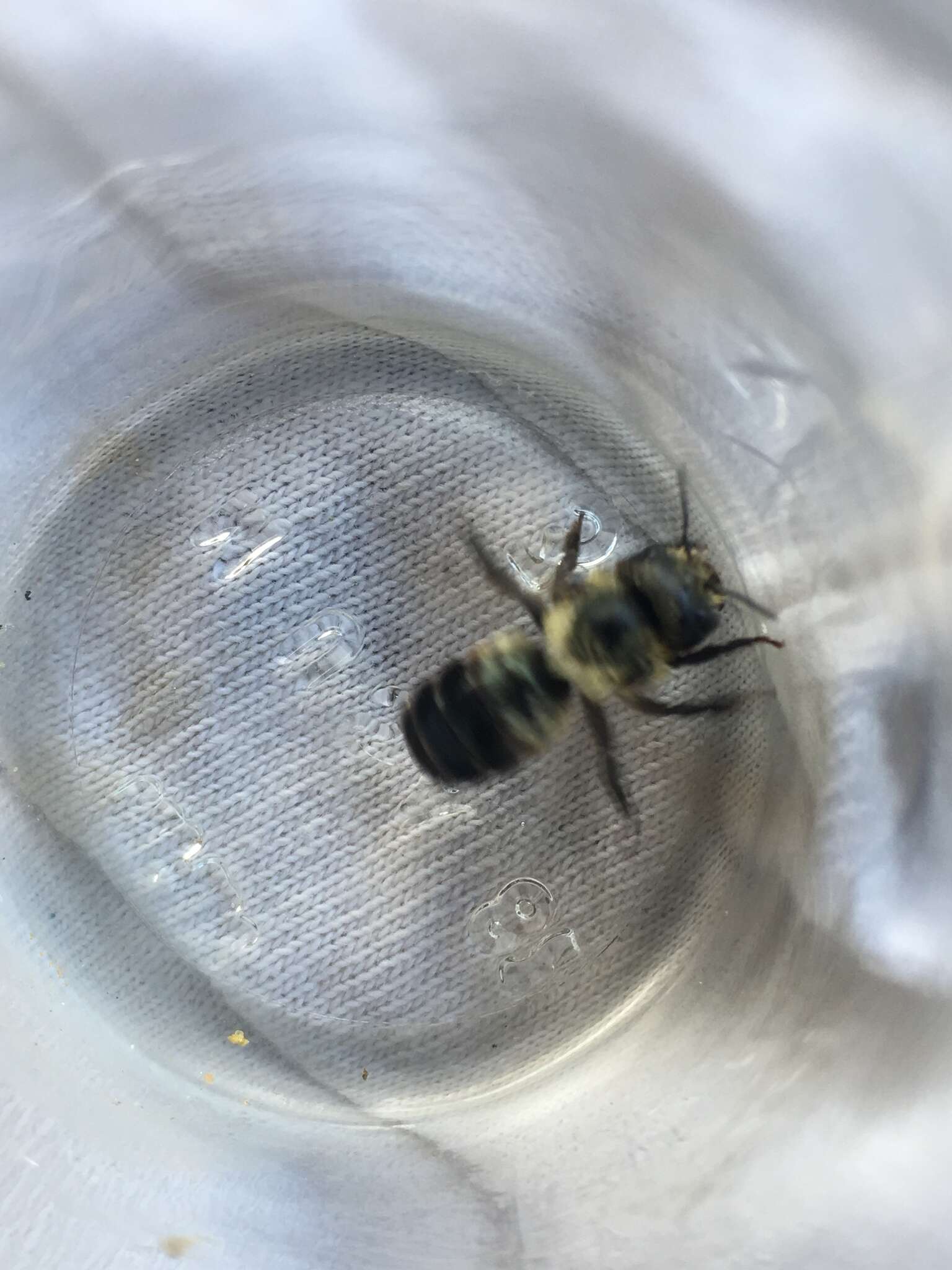 Image de Osmia bucephala Cresson 1864