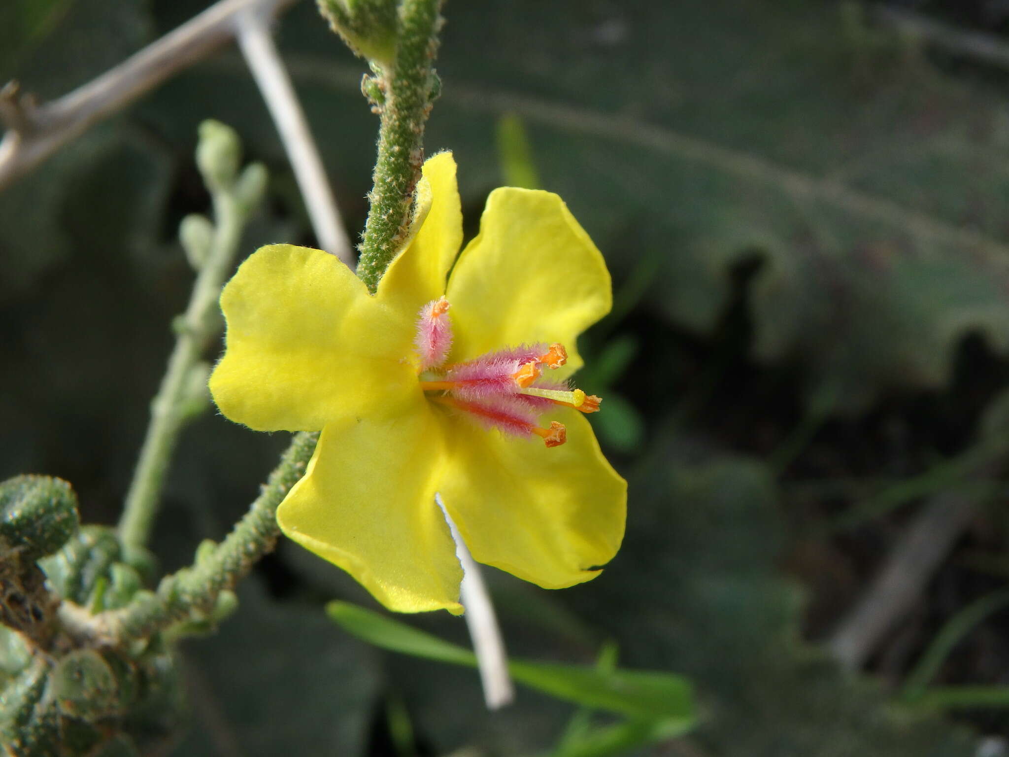 Sivun Verbascum sinuatum L. kuva