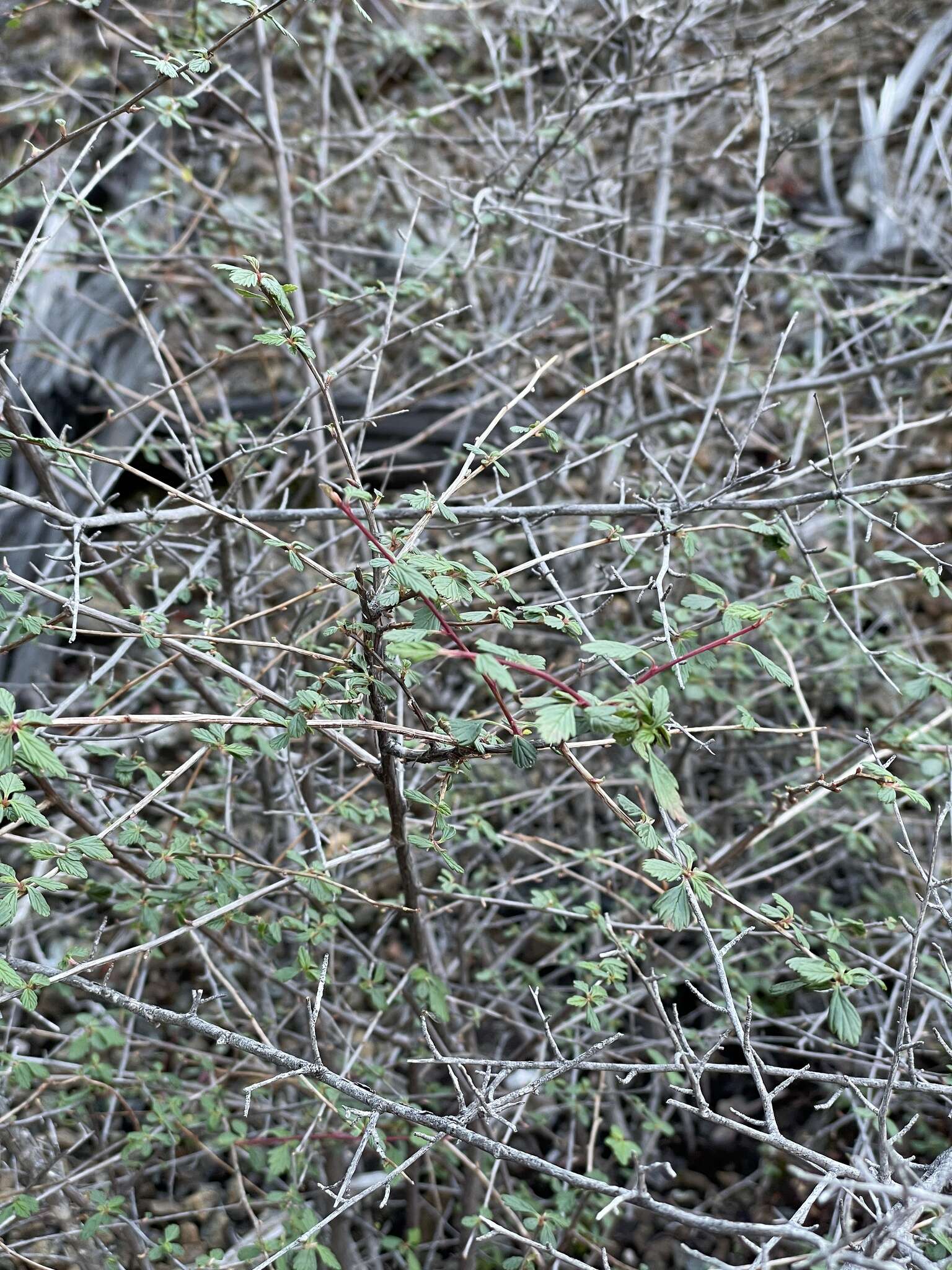 Image of Holodiscus discolor var. cedrorum