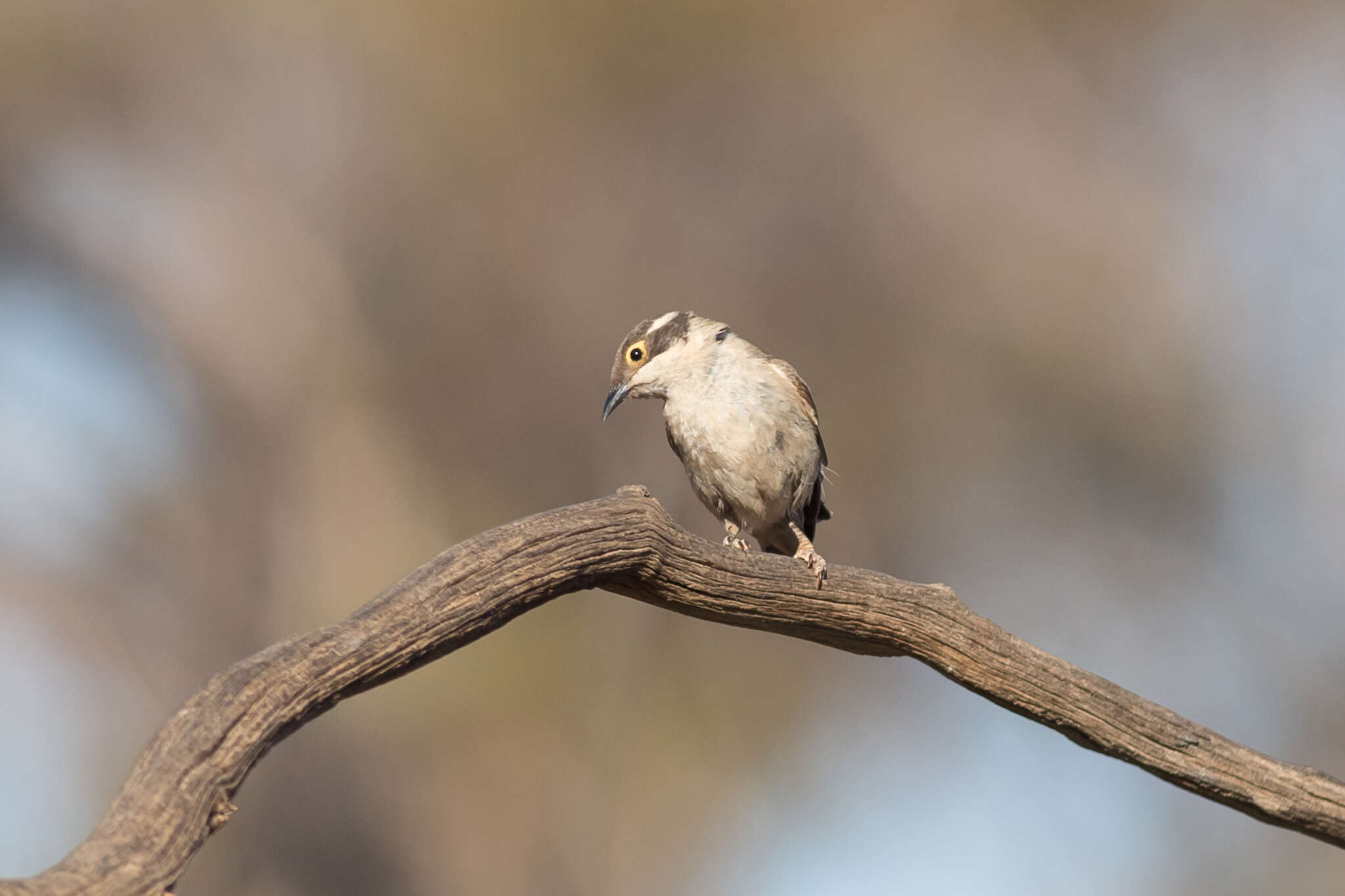 Image of Brown-headed Honeyeater