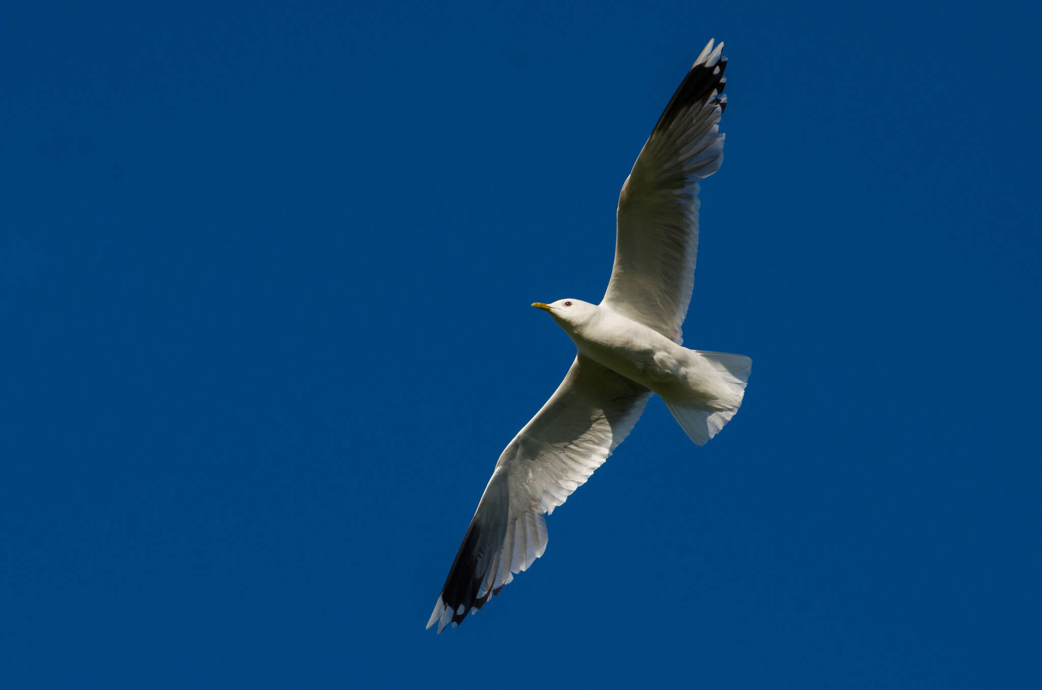 Image of common gull