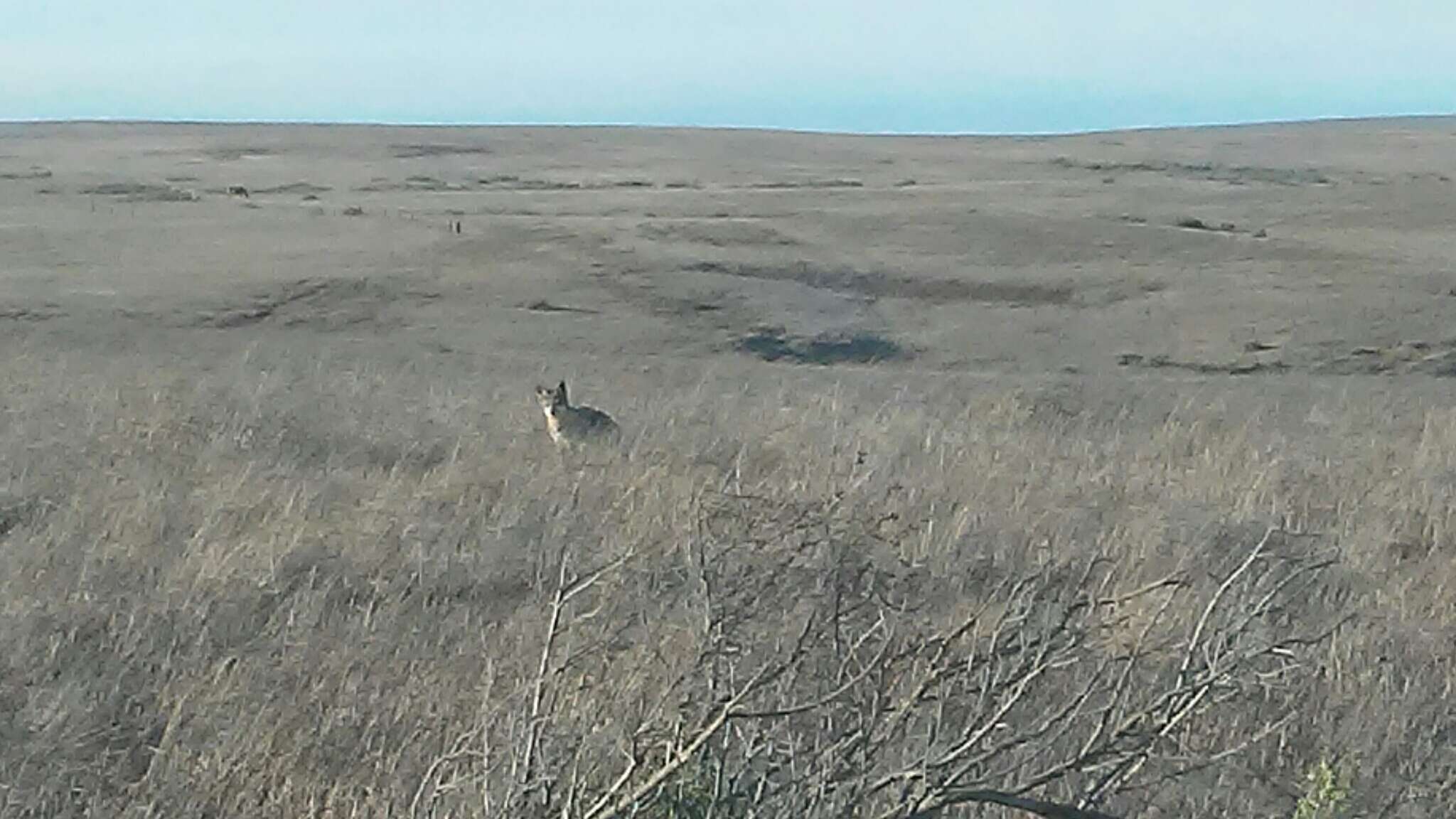 Image de Renard gris insulaire