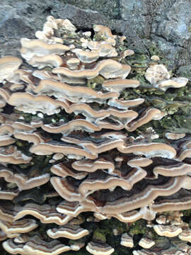 Image of Turkey Tail