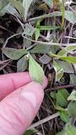 Imagem de Antennaria neglecta Greene