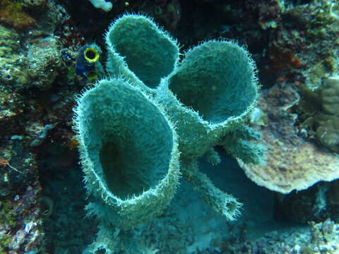 Callyspongia (Cladochalina) aerizusa Desqueyroux-Faúndez 1984的圖片