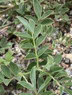 Image of Indigofera auricoma E. Mey.