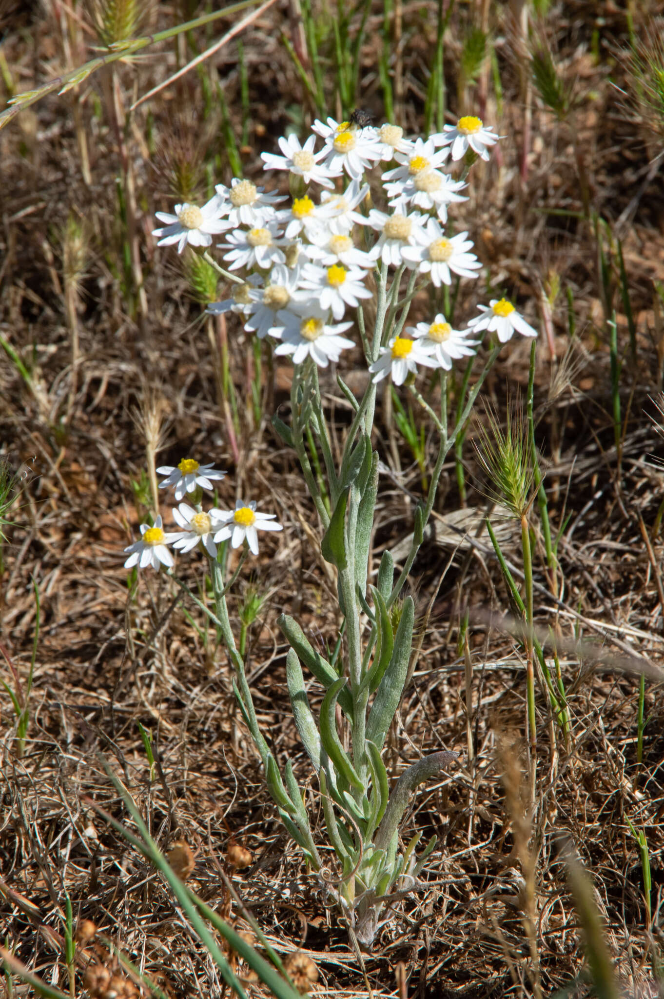 Imagem de Rhodanthe corymbiflora (Schltdl.) P. G. Wilson
