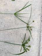 Слика од Cyperus croceus Vahl