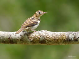 Image of Sokoke Pipit