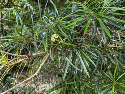 Brunfelsia densifolia Krug & Urb. resmi