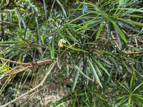 Brunfelsia densifolia Krug & Urb. resmi