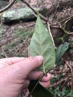 Image of Parsonsia purpurascens J. B. Williams