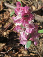 Слика од Corydalis cava (L.) Schweigger & Koerte