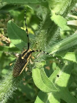 Image of Agapanthia (Epoptes) pustulifera Pic 1905