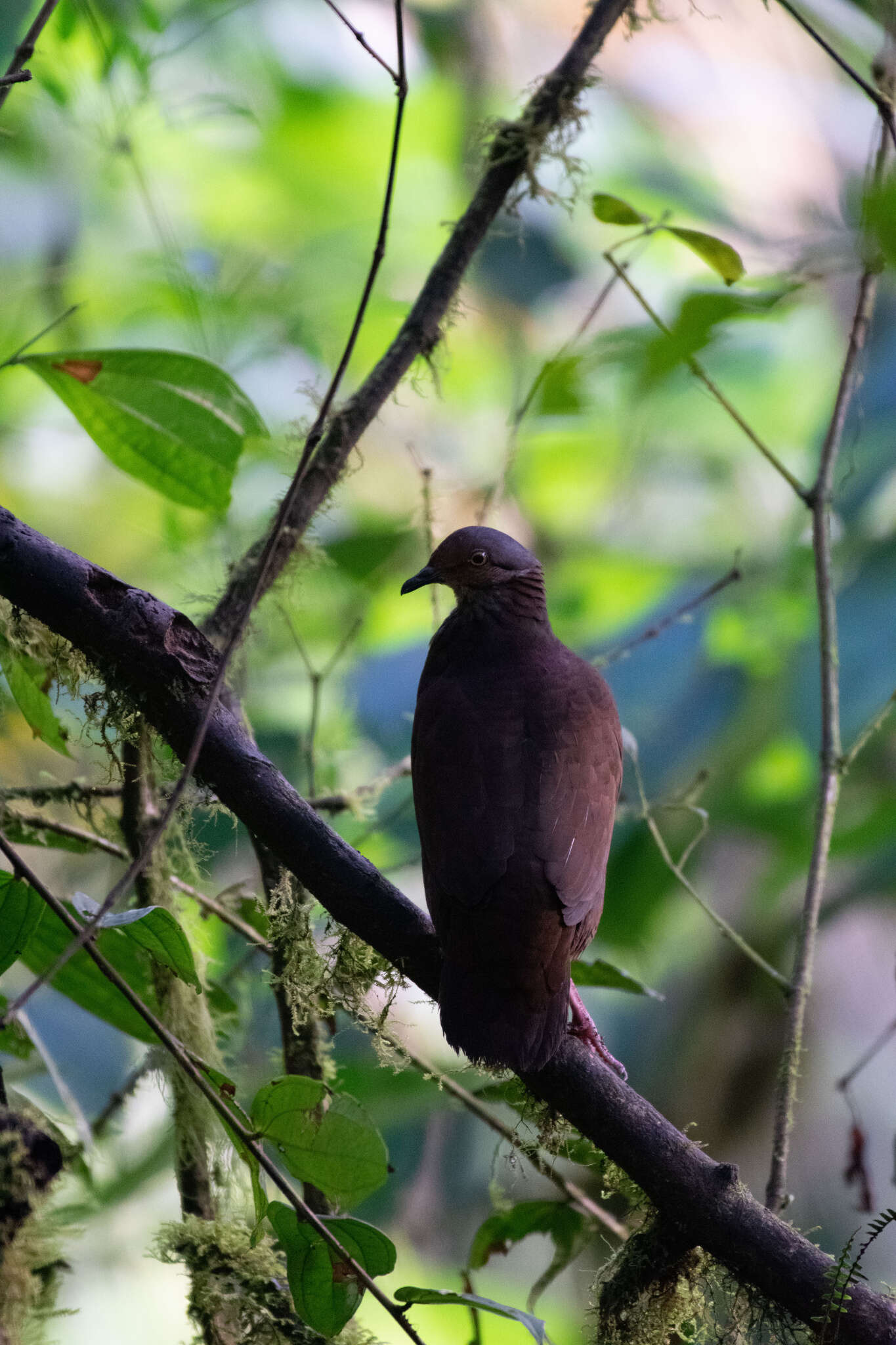 Image of White-throated Quail-Dove