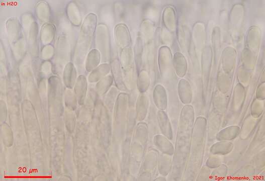 Image of Moellerodiscus capillipes (Quél.) M. P. Sharma 1986