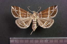 Plancia ëd Rejectaria niciasalis Walker 1858