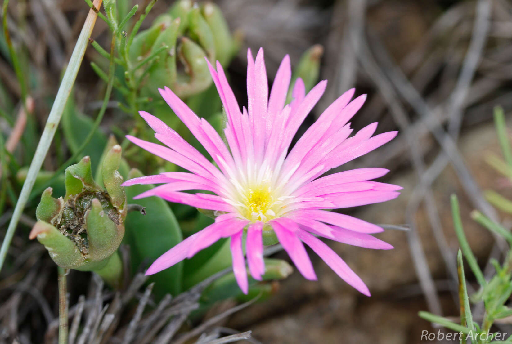 Delosperma carolinense N. E. Br. resmi