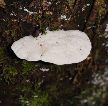 Image of Tyromyces lacteus (Fr.) Murrill 1907