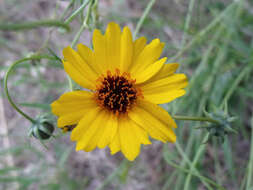 Imagem de Thelesperma filifolium var. filifolium