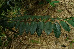 Image de Diospyros maritima Blume