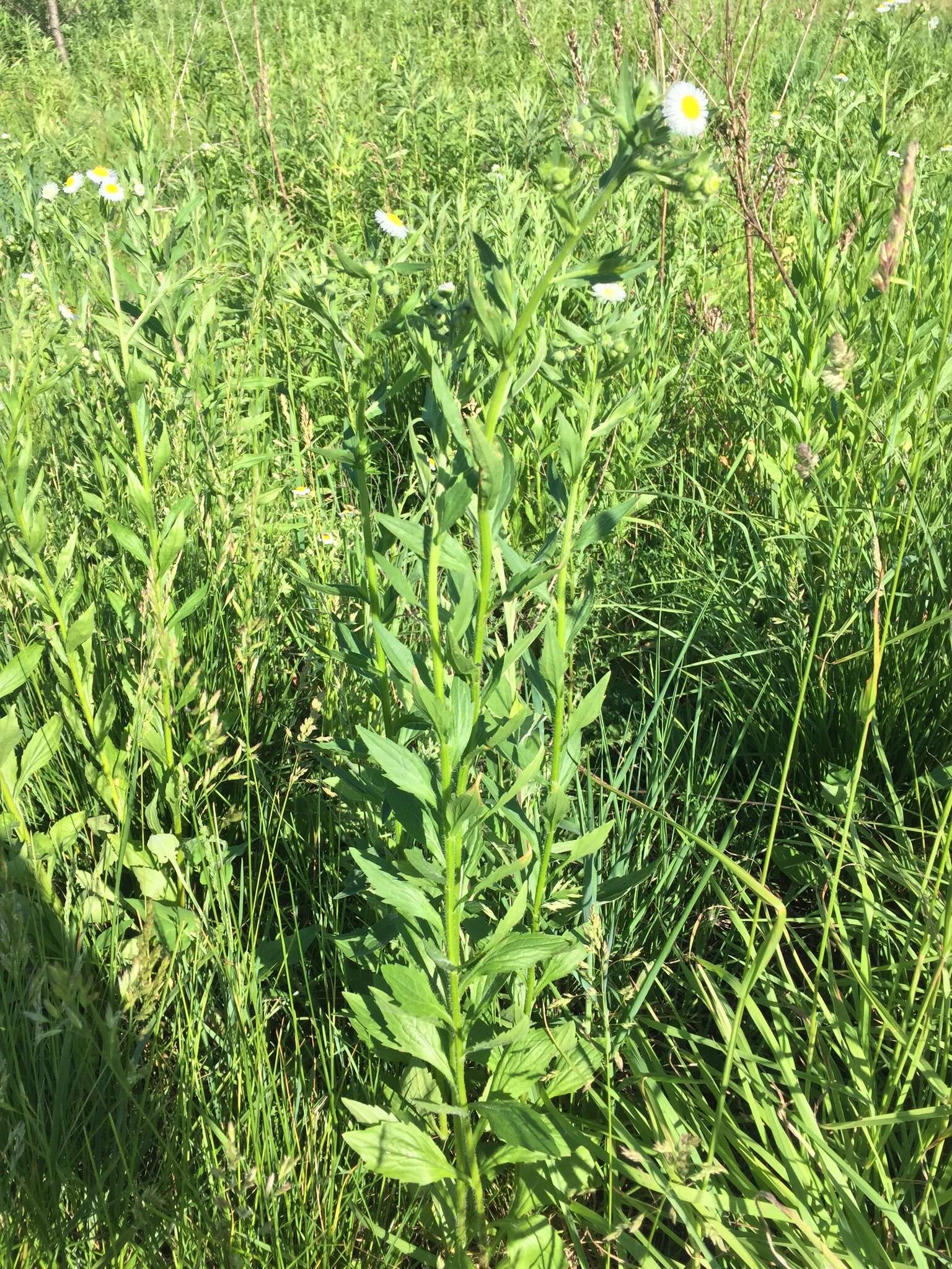 Image of eastern daisy fleabane