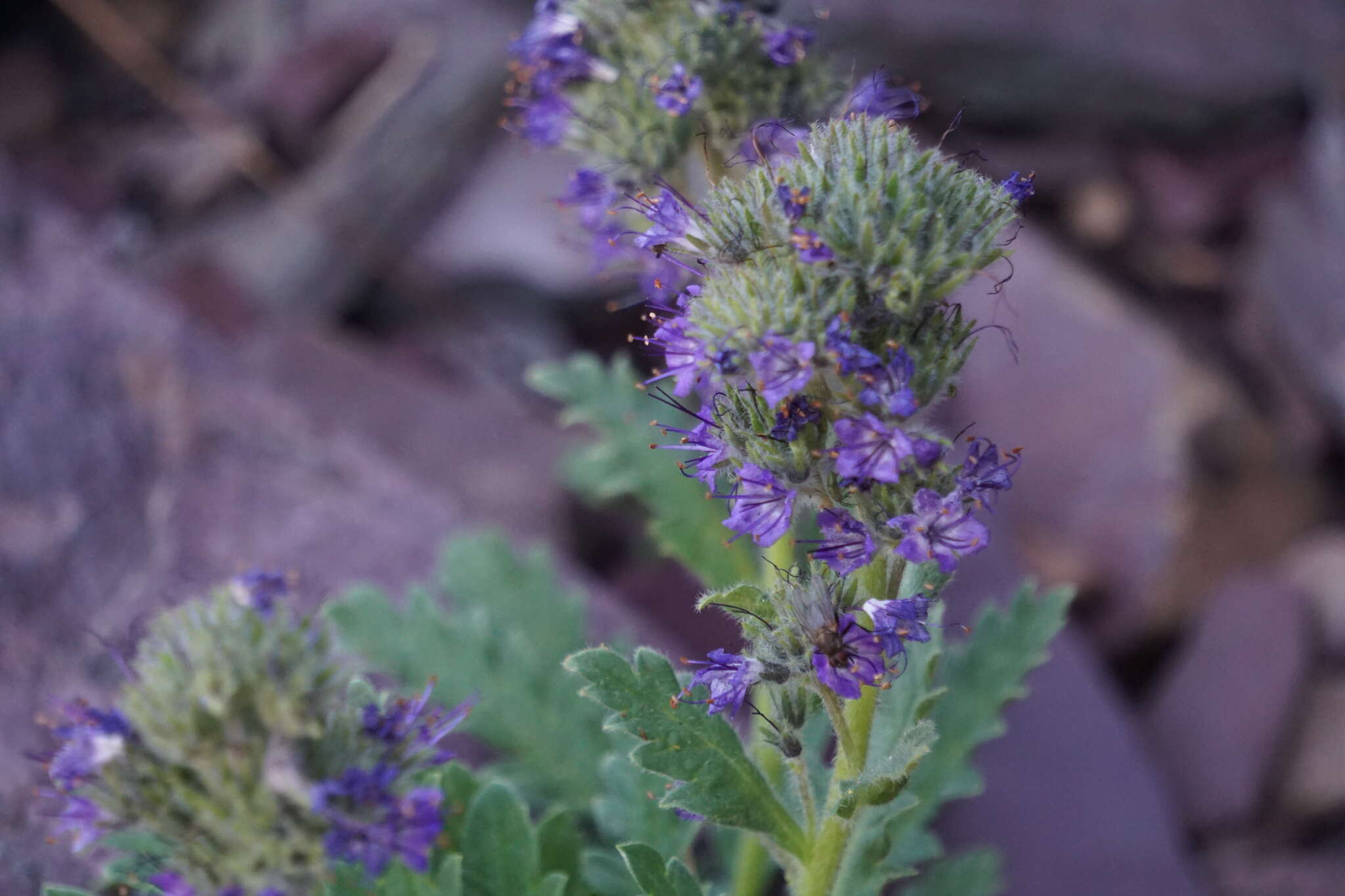 Image de Phacelia lyallii (A. Gray) Rydb.