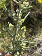 Image of Copperweed