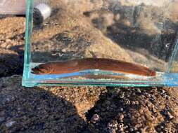 Image of Black blenny