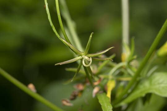 Image of Rhagadiolus edulis Gaertn.