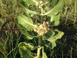 Imagem de Asclepias arenaria Torr.