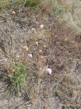 Image of Armeria maritima subsp. elongata (Hoffm.) Bonnier