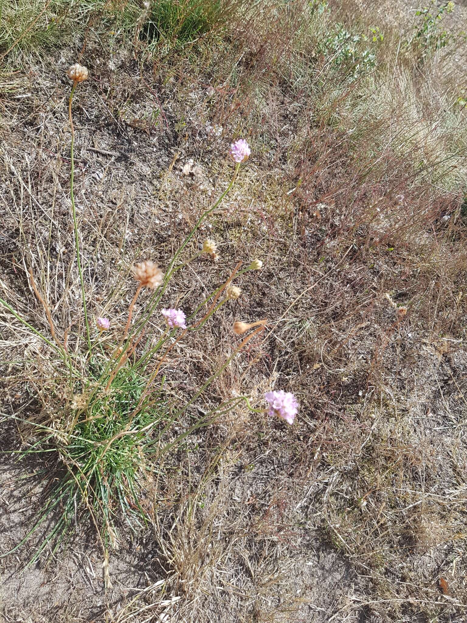 Imagem de Armeria maritima subsp. elongata (Hoffm.) Bonnier