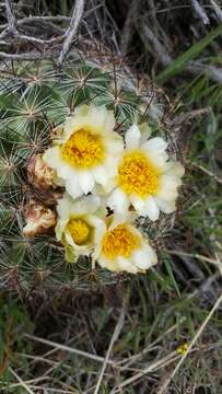 Image of mountain ball cactus