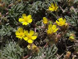 Image de Potentilla morefieldii B. Ertter