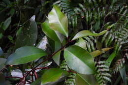 Image de <i>Syzygium kusukusuense</i>