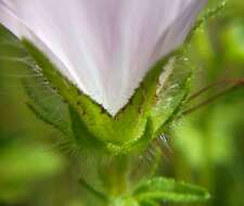 Image of hairy marshmallow